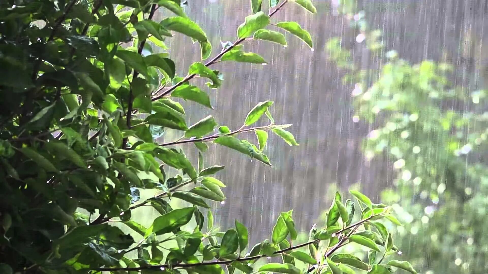 Raining tree