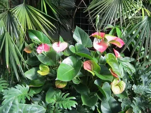 Anthurium Anthurium, Flowers, Plants