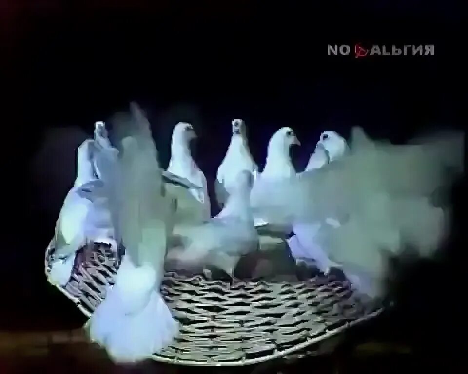 расскажите, птицы алла пугачёва. расскажите птицы пугачева. журавль в небе. птица алла. расскажите птицы видео.