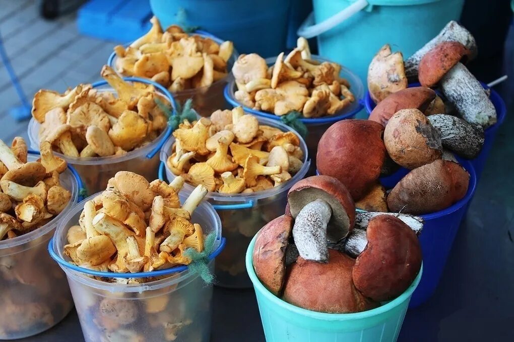 Грибы в магазине свежие. Грибы и ягоды на рынке. Белые грибы на рынке. Грибы на рынке. Грибы сейчас.