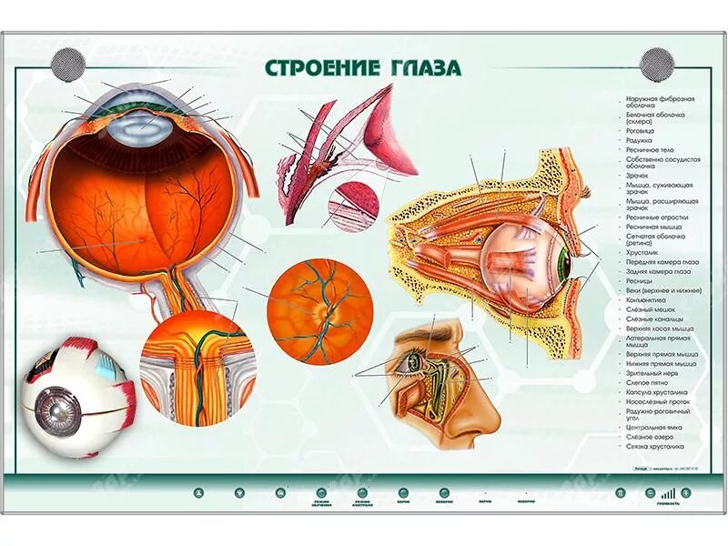 Органы человека глаза. Анатомия глаза плакат. Орган зрения плакат. Строение глаза. Постеры по офтальмологии.