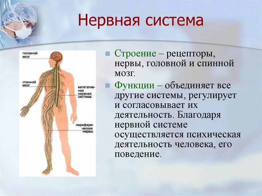 Нерв строение и функции