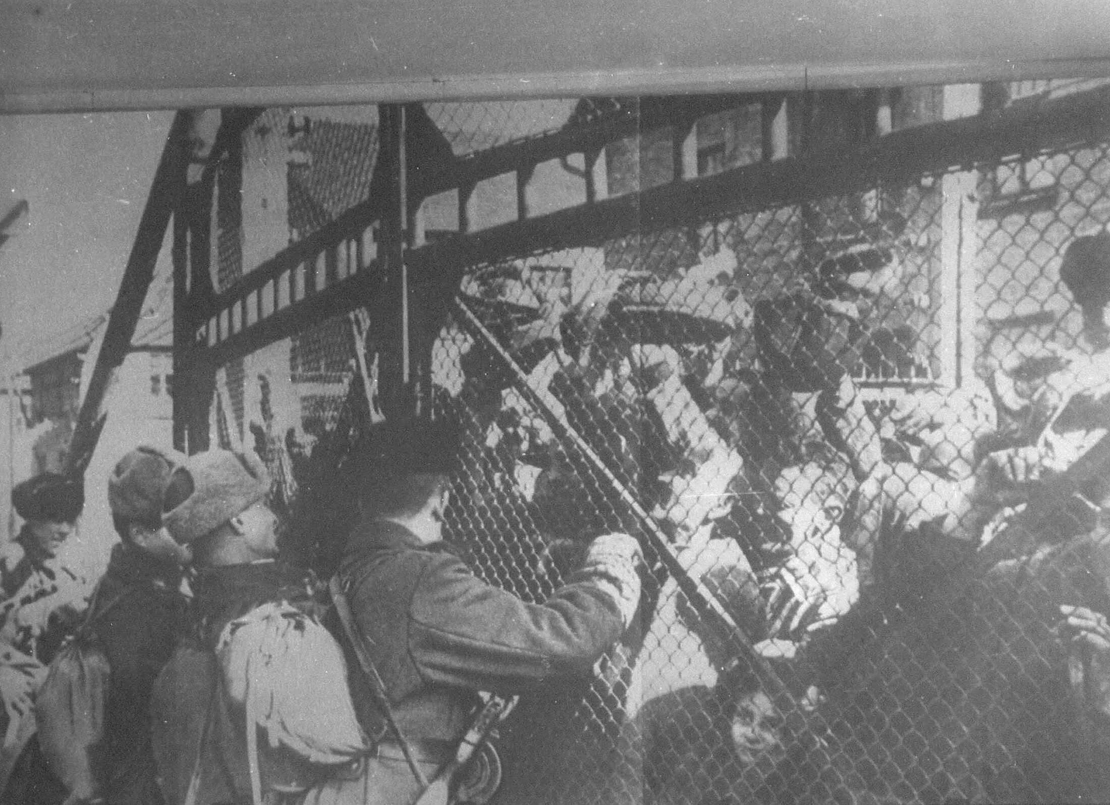 Освобождение фашистских лагерей. 27 Января 1945 освобождение узников концлагеря Освенцим. Освобождение узников Освенцима 1945. Освобождение концлагеря Освенцим красной армией. Освобождение лагеря смерти Освенцим советскими солдатами.
