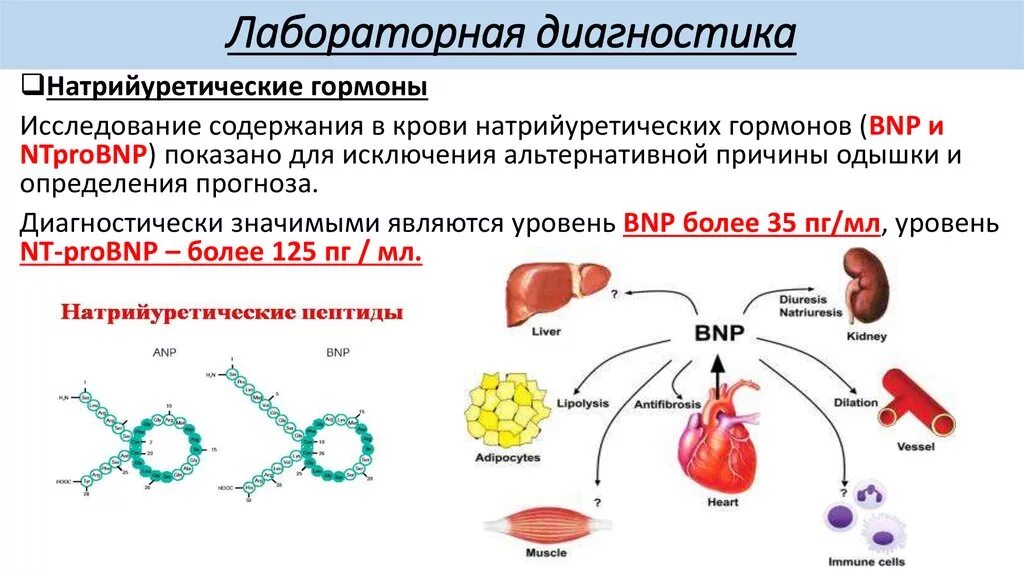 Определение пептида 32 мозга что это