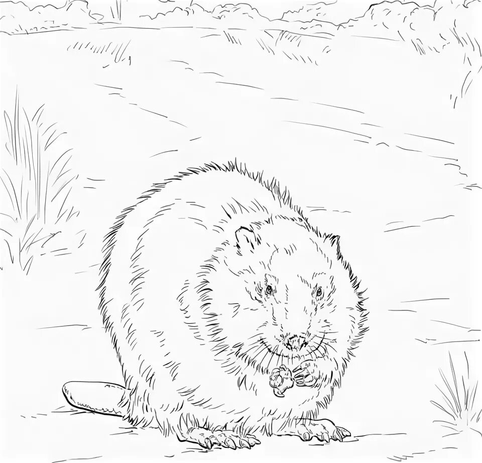 Canadian (North American) beaver coloring page Free Printable Coloring Pages Nor