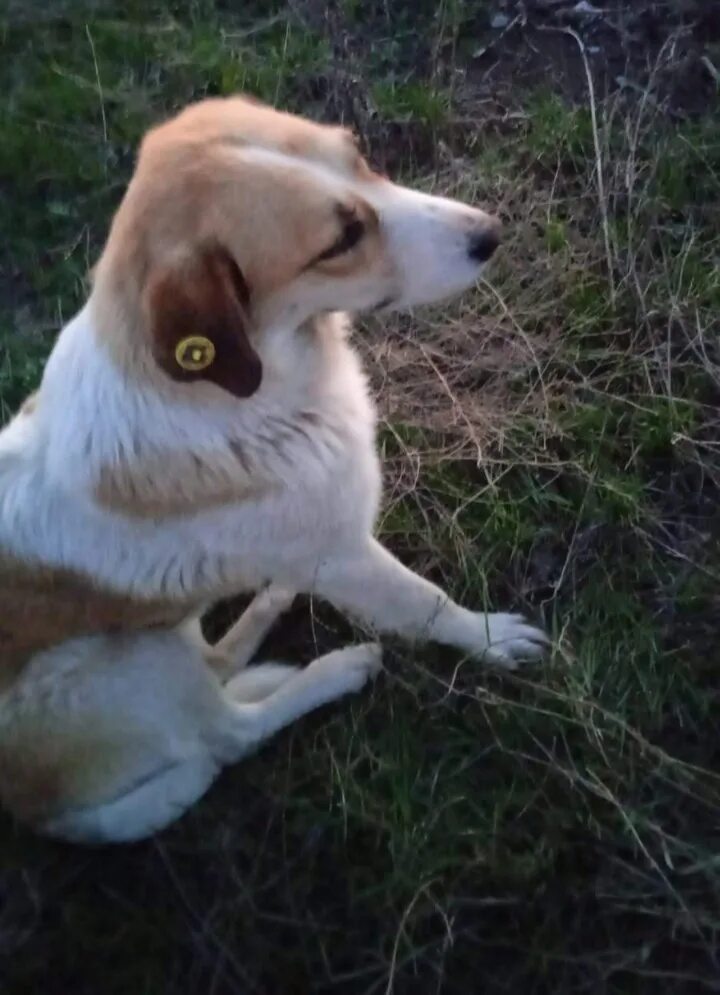 Потеряшки кошки город чистополь. Бродячие собаки татар-информ. Собаки чистополь. Бродячие собаки татар-информ. Собаки чистополь.