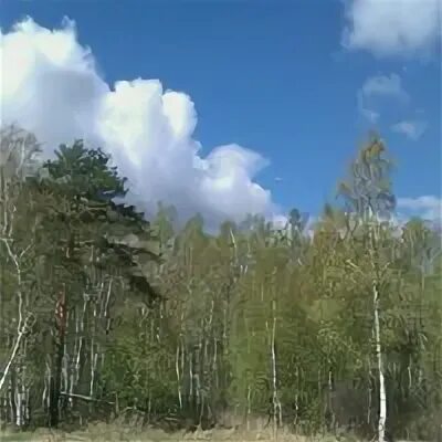 Лесное 53. Лесное 53