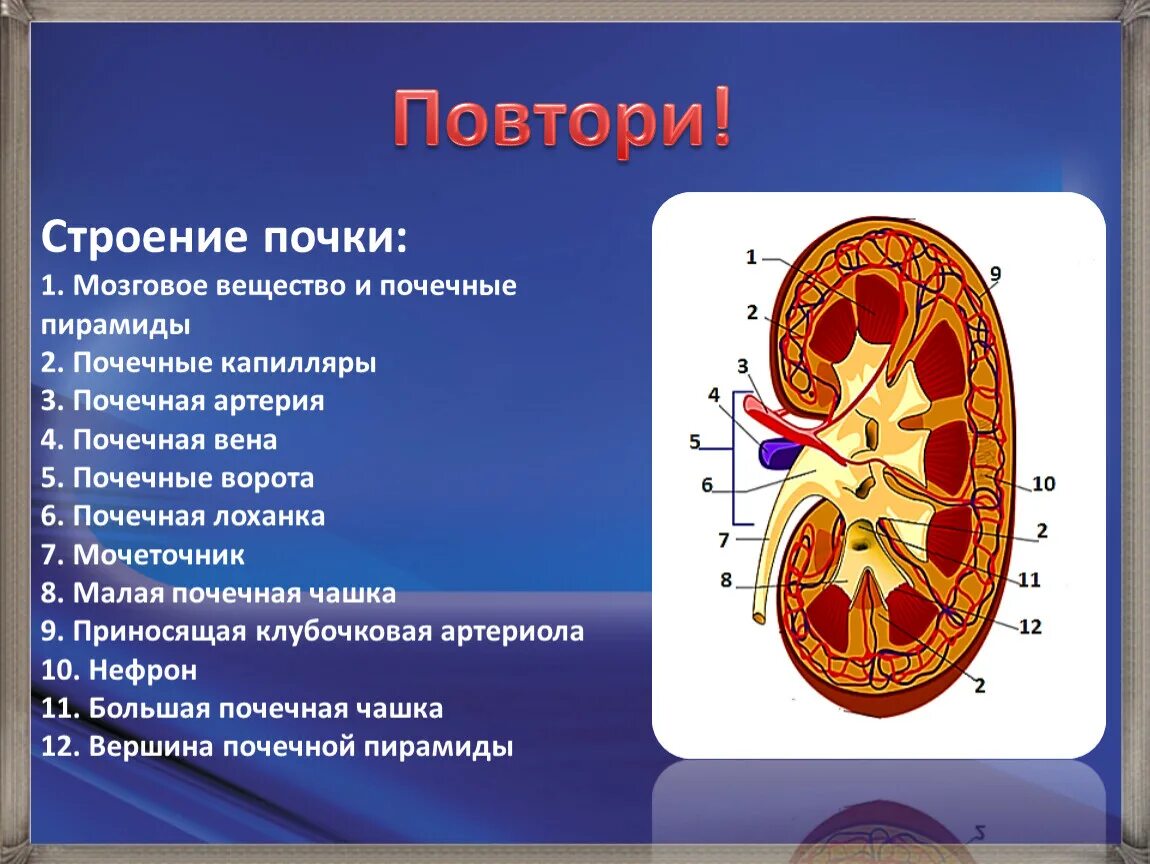 Почках и в головном мозге. Строение почки. Структура почки. Почка строение анатомия. Мозговое вещество почки анатомия.