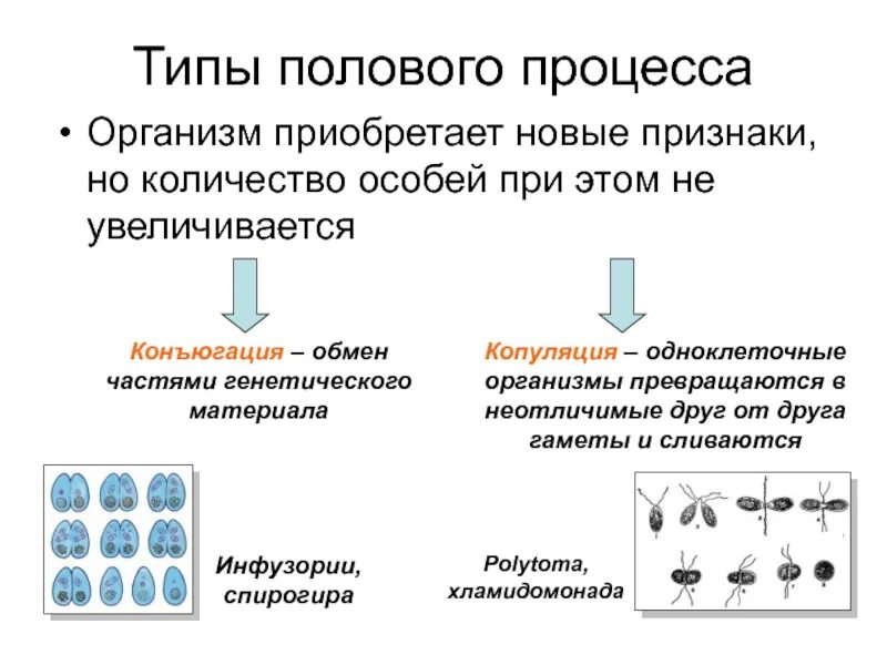 Увеличение числа особей