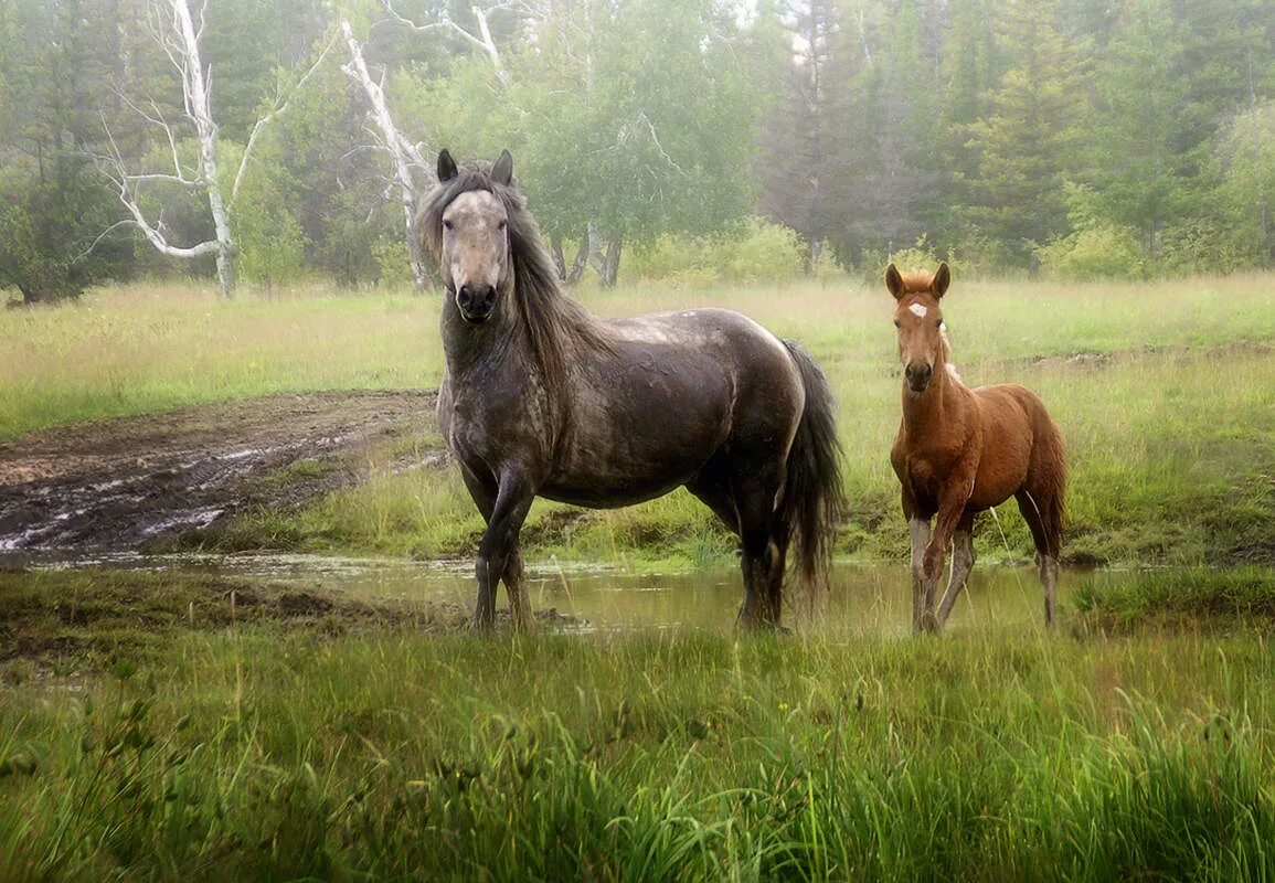 Лошадь в лесу. Лесная лошадь. Лошадь на дороге. Лошадь в лесу летом.
