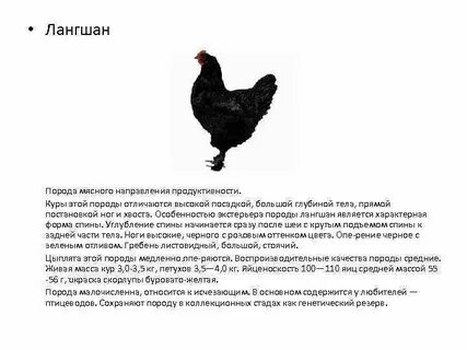 Самая яйценоская порода кур