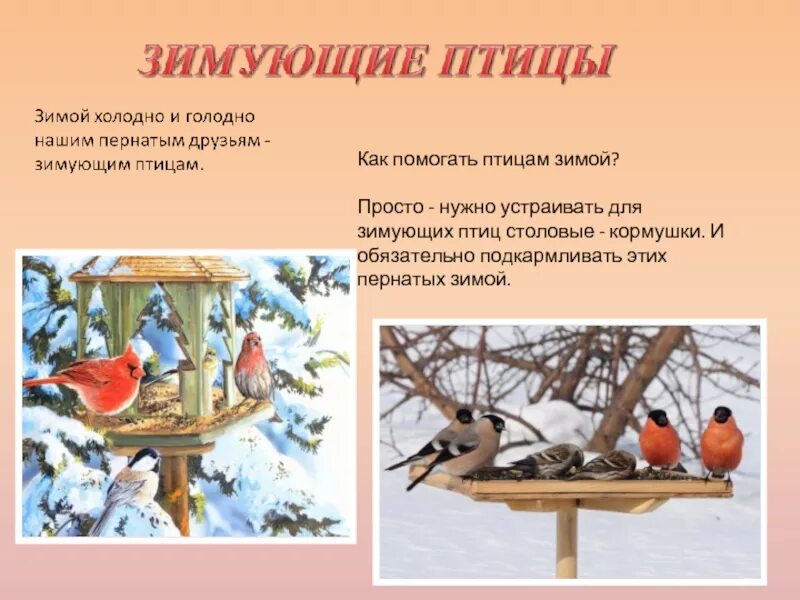 Защита и помощь человека птицам. Зимующие птицы. Кормушка для птиц. Зимующие птицы для дошкольников. Иллюстрации зимующих птиц.