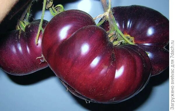 томат f1 лазурный гигант. томат лазурный. лазурный гигант f1. томат лазурный. томат f1 лазурный гигант.