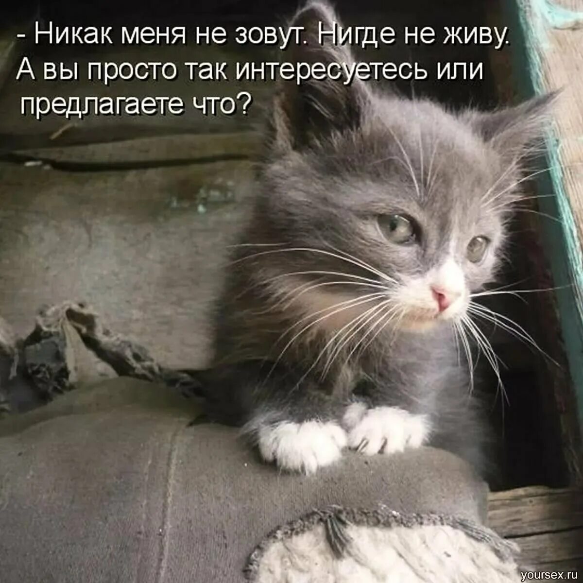 Ну мне нужно помочь. Хитрые коты с надписями. мне нужен котенок. котоматрицы с надписями. котенок я ничего не понимаю.
