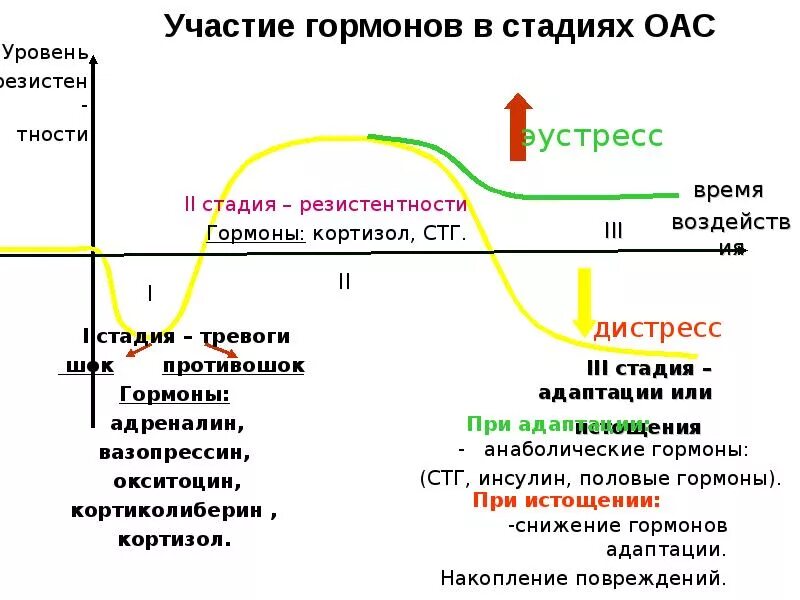 Общий адаптационный синдром гормоны. Гормоны стресса в стадии резистентности. Фазы общего адаптационного синдрома гормон. Гормоны стадий общего адаптационного синдрома.