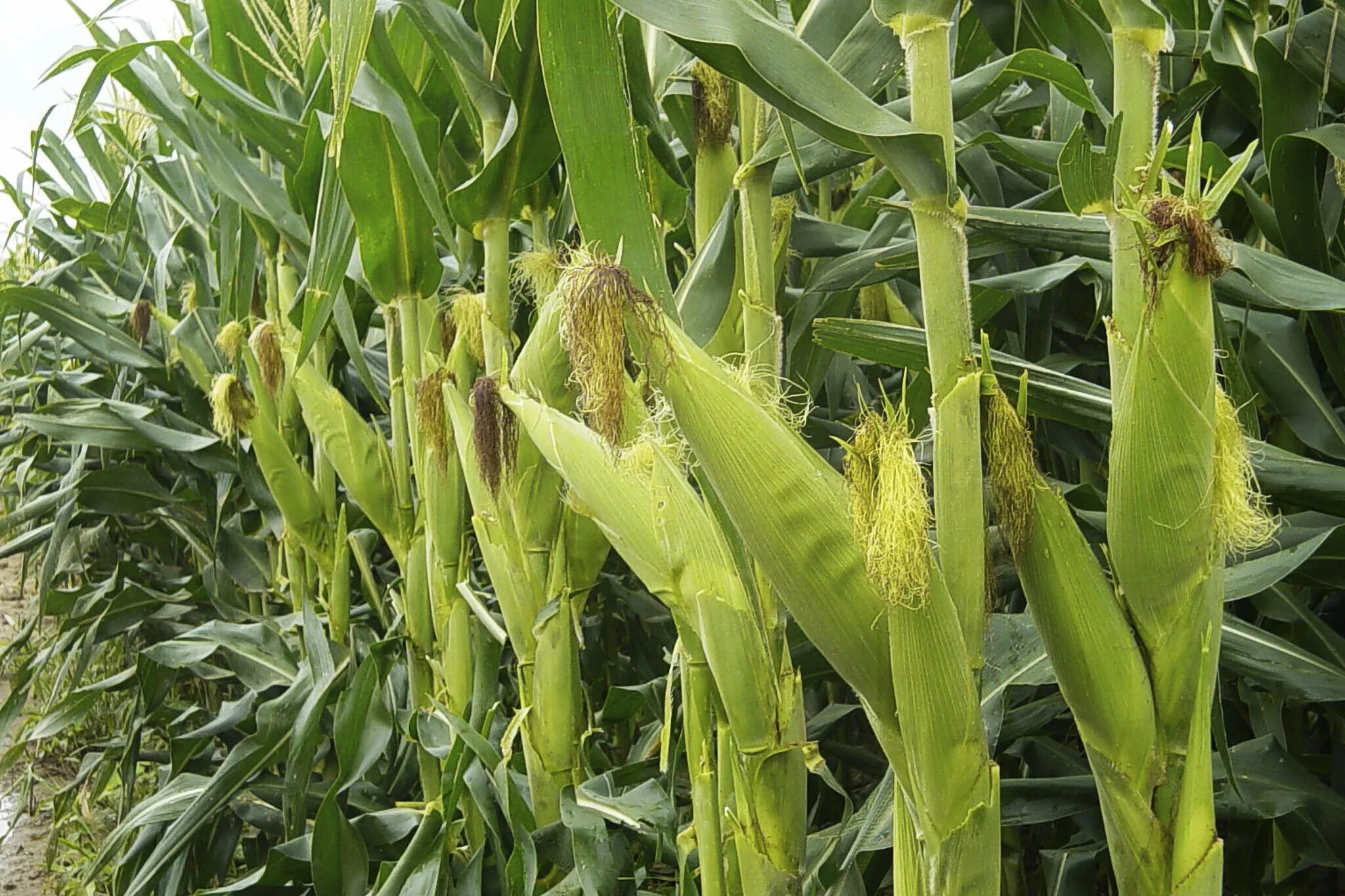 строение кукурузы 3 класс. какой стебель у кукурузы. какой стебель у кукурузы. какой стебель у кукурузы. кукуруза тип листьев.