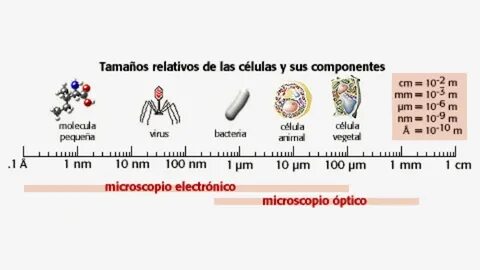 Relative sizes