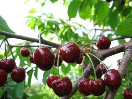 Вишня рубиновая описание сорта