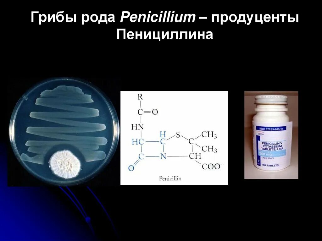 Пенициллин (Penicillium). Грибов рода Penicillium. Грибы рода Aspergillus - Penicillium. Строение пенициллина. Пенициллин использование