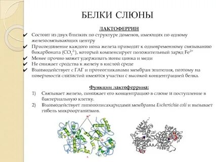 Белок слюнной железы