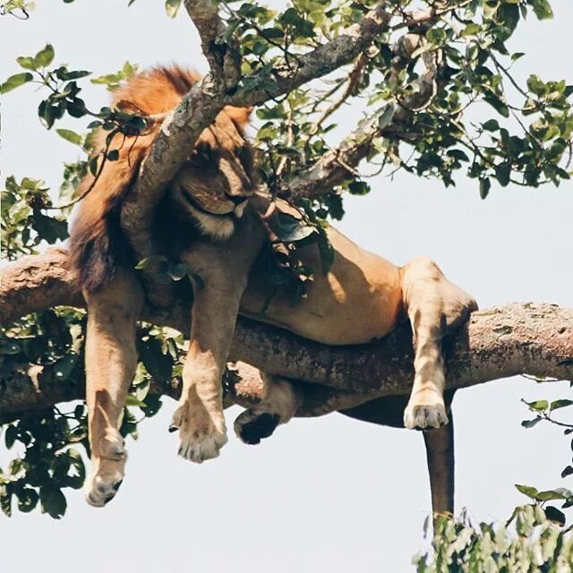 Como eres el rey de los animales....te puedes permitir esa postura de total rela