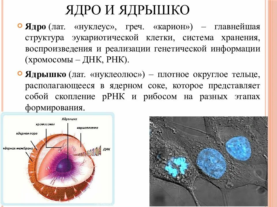 Ядрышко клетки. Структура и функции клеточного ядра. Характеристика ядра как генетического центра. Строение и функции ядрышка клетки. Ядро и ядрышко.