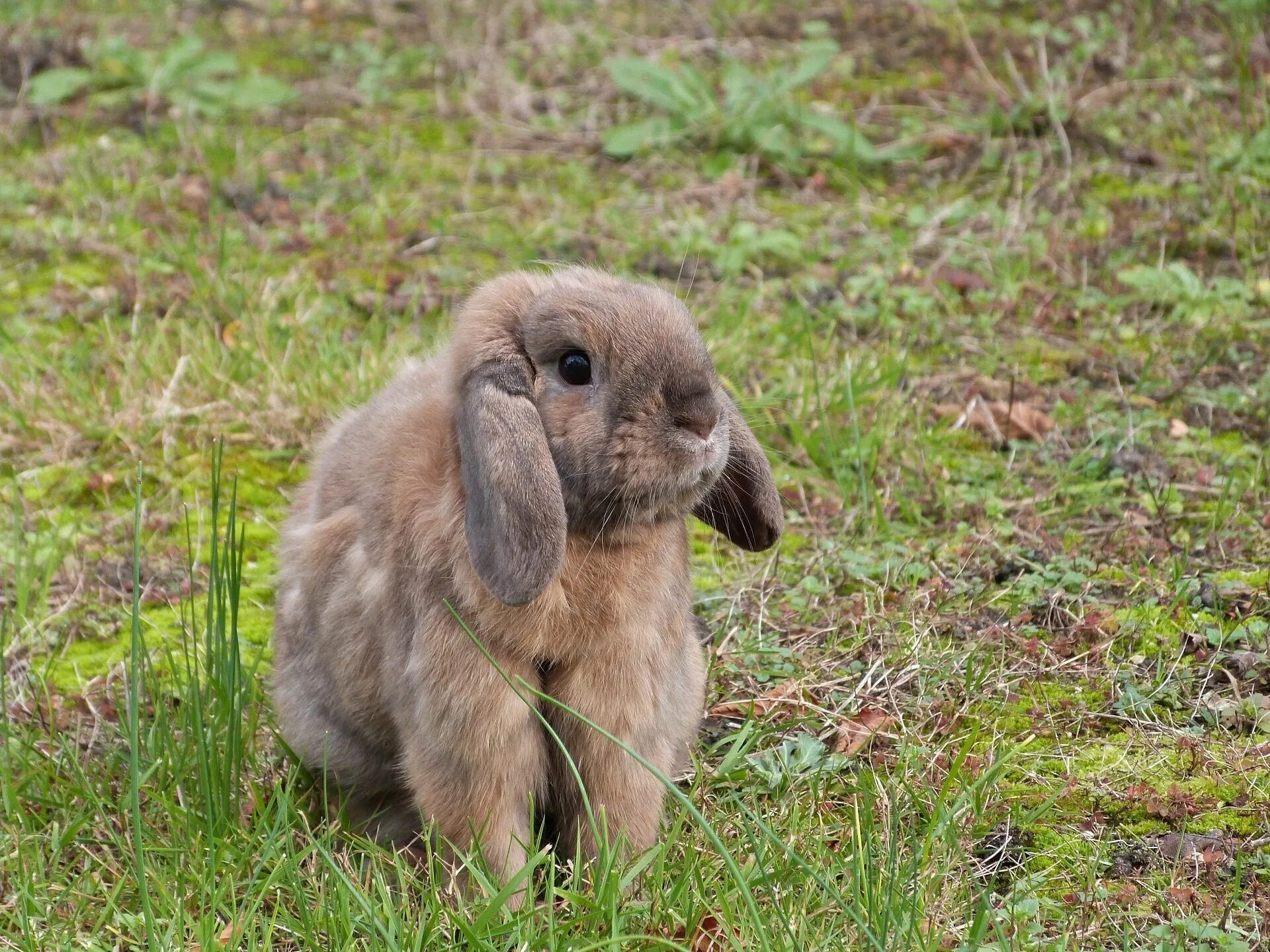Земля зайчика. Интересные факты о йодиках. Коричневый заяц. Интересные факты о кроликах. Интересные факты о домашних кроликах.