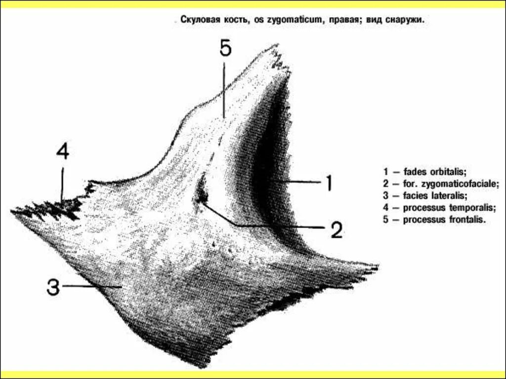 Анатомия скуловой кости