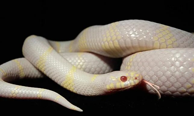 Как выглядит белая змея Pin su animals Rettili, Animali, Serpente