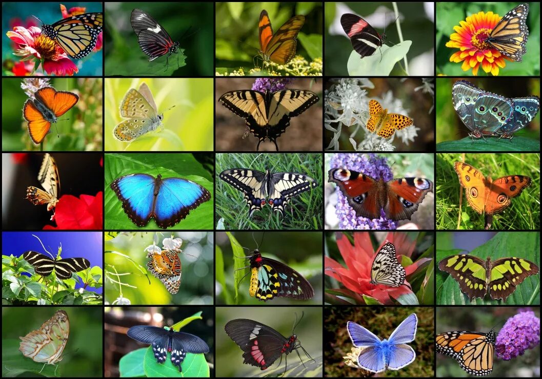 Разнообразие бабочек. Разные бабочки. Много бабочек. Множество бабочек.