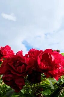 Rose skies