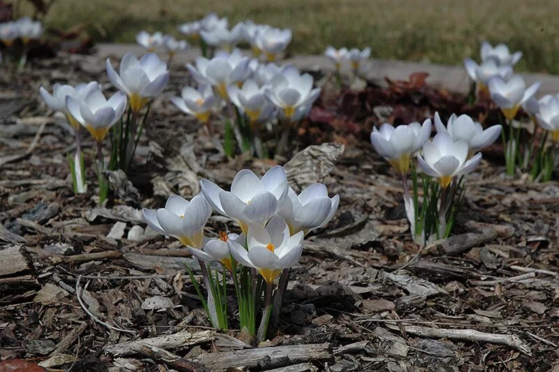 Крокус Блю Перл. Крокус Ботанический Блу Перл. Crocus chrysanthus ‘Blue Pearl’ – Крокус золотистый ‘Блю Перл. Crocus chrysanthus Крокус золотистый Blue Pearl.