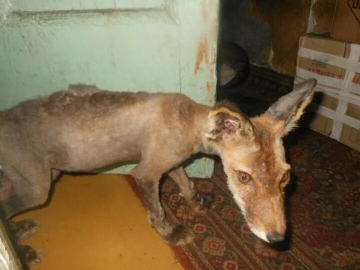 Рыжая собачка. Бриталис. Собака с длинной рыжей шерстью. Лысая лиса. Мексиканская ксоло кошка.