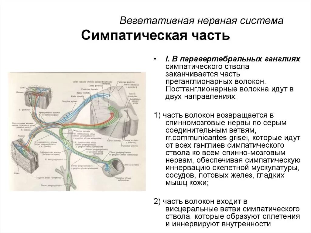 Нервные узлы и нервные стволы. Волокна вегетативной нервной системы относится к типу. Симпатические нервные волокна ганглии. Характеристика вегетативных и соматических нервных волокон. Вегетативная нервная система расположение нервных узлов.