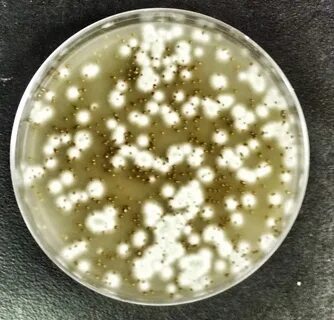 Candida в кале