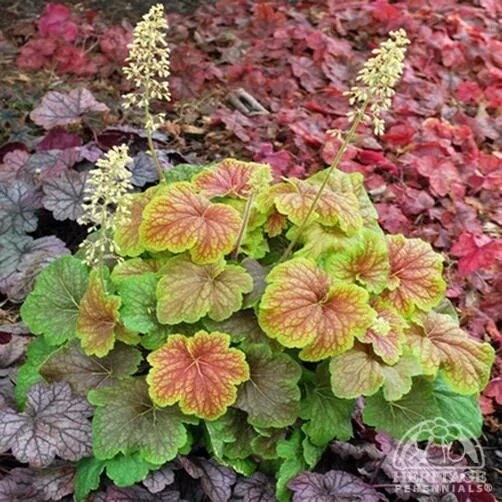 Гейхера дельта дон фото Heuchera 'Delta Dawn' Lovely brick red foliage scalloped with lime green margi