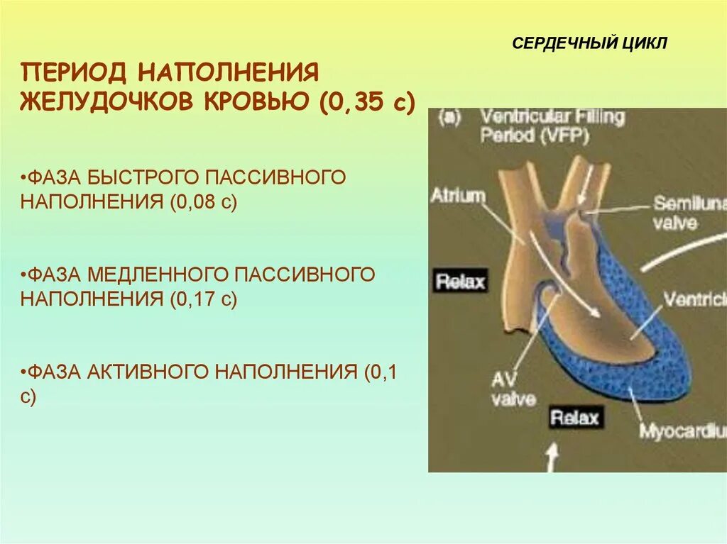 Пассивное наполнение сердца кровью. Наполнение желудочков. фаза медленного наполнения желудочков. пассивное наполнение желудочков. фазы сердца пассивное заполнение кровью.