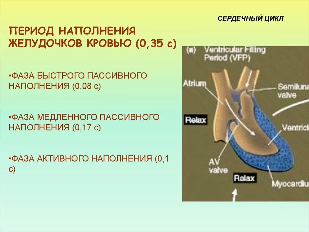 Пассивное наполнение сердца кровью фаза сердечного цикла. Наполнение желудочков. Фаза медленного наполнения желудочков. Период наполнения желудочков. Пассивное наполнение желудочков.