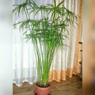 Болотная пальма