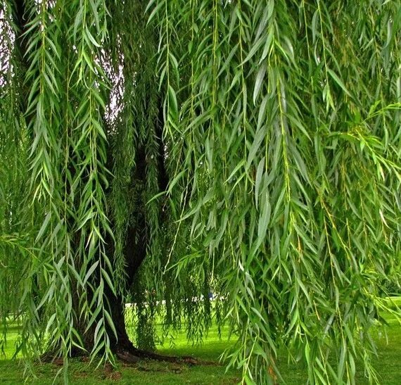 Как вырастить плакучую иву