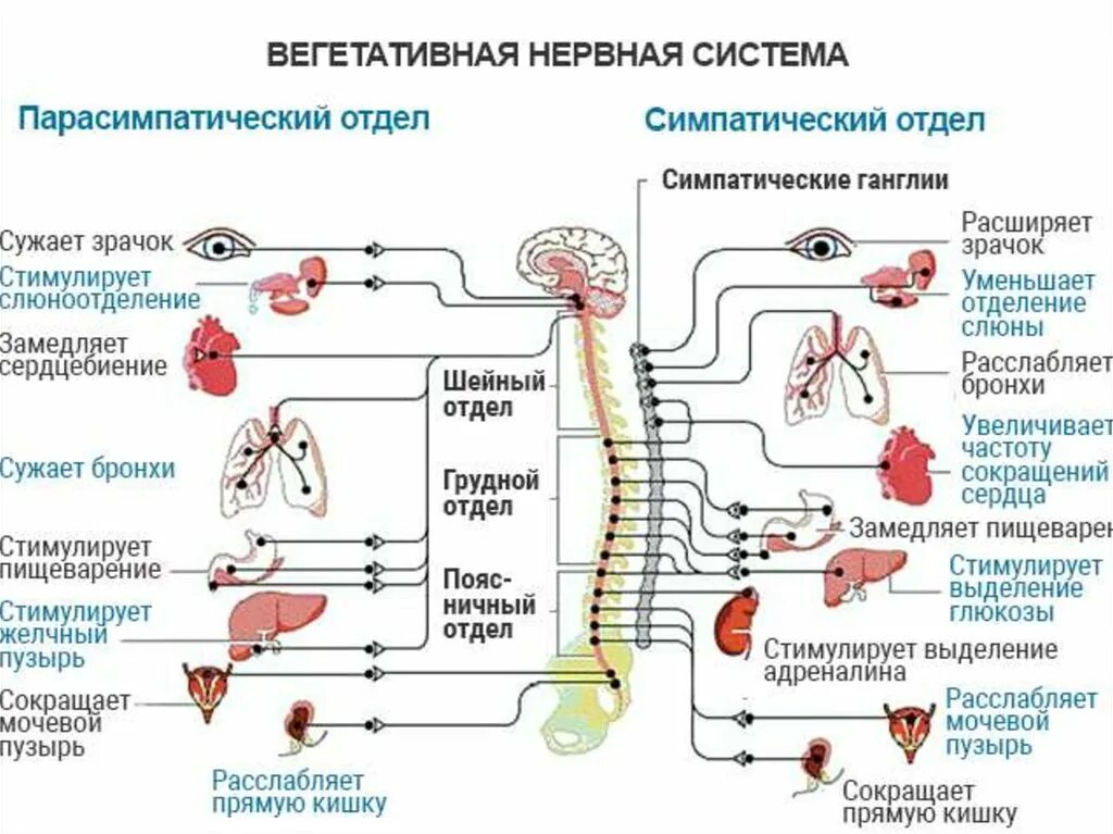 Подразделения нервной системы. Схема строения симпатического отдела ВНС. Функции отделов вегетативной системы. Структура симпатического отдела вегетативной нервной системы. Строение отделов ВНС схема.