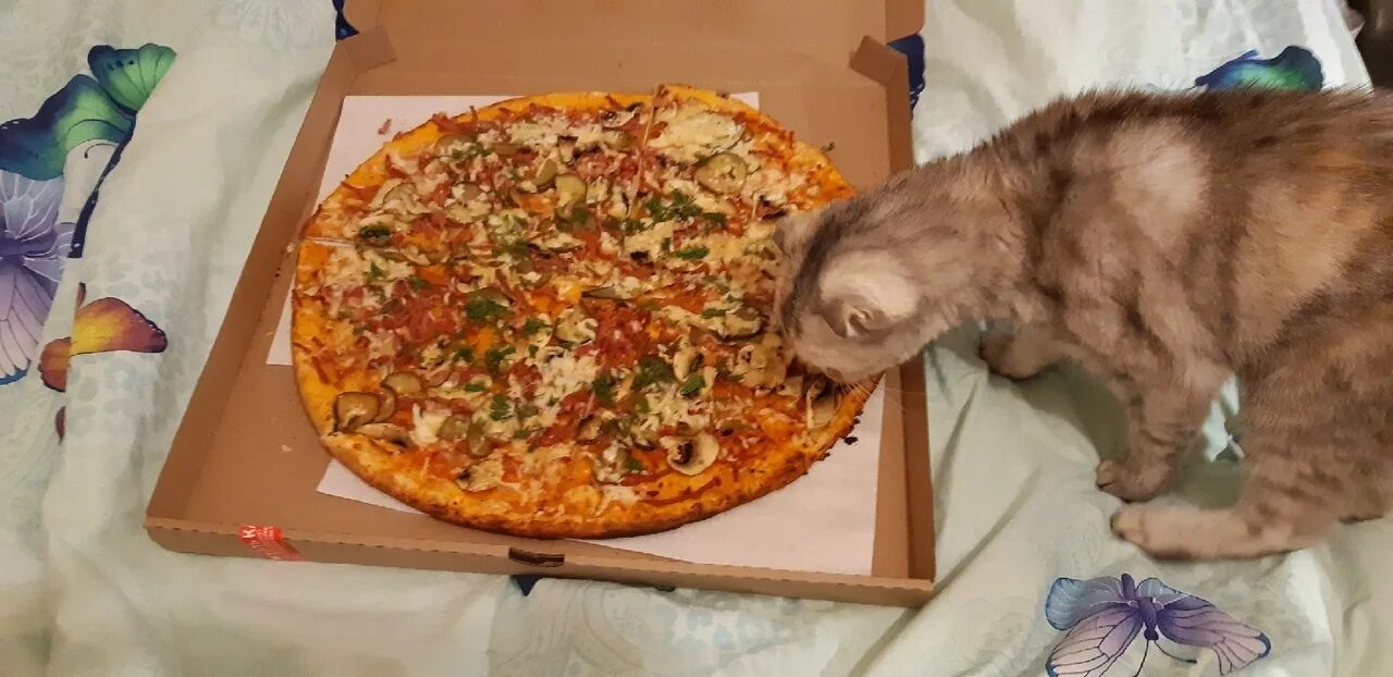 Кошка и пицца. Котик с пиццей. Пиццерия кошек. Пицца кошечка. Украли пиццу