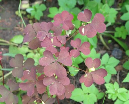 Кислица рожковая oxalis corniculata сорняк. Оксалис (кислица), oxalis. Кислица съедобная. Оксалис кислица треугольная. Кислица оксалис.
