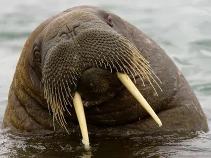 Морское животное с бивнями