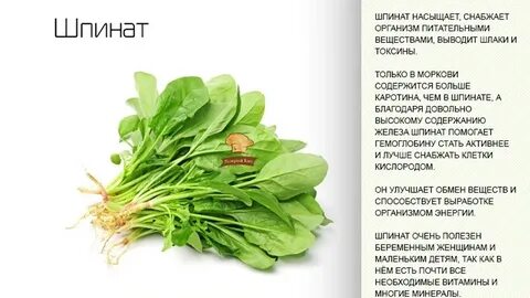 Шпинат противопоказания для женщин