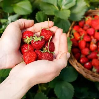 Fresh picked