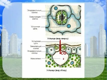 Замыкающие клетки устьиц это