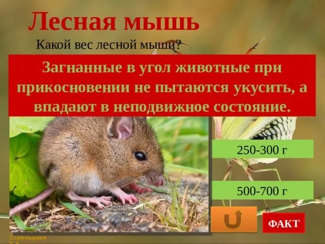 Сколько весит мышь. Рассказ о лесной мыши. лесная мышь интересные факты. лесная мышь презентация. лесная мышь описание.