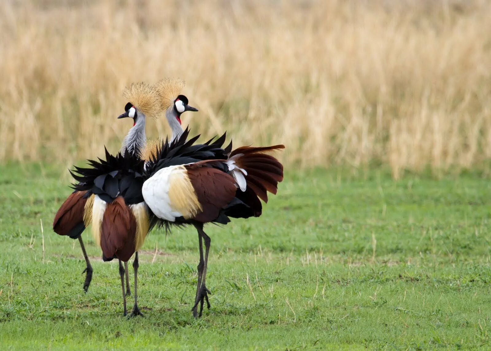 Птицы претории юар. Аист марабу. Хохлатая утка. Птицы саванны. Аист марабу.