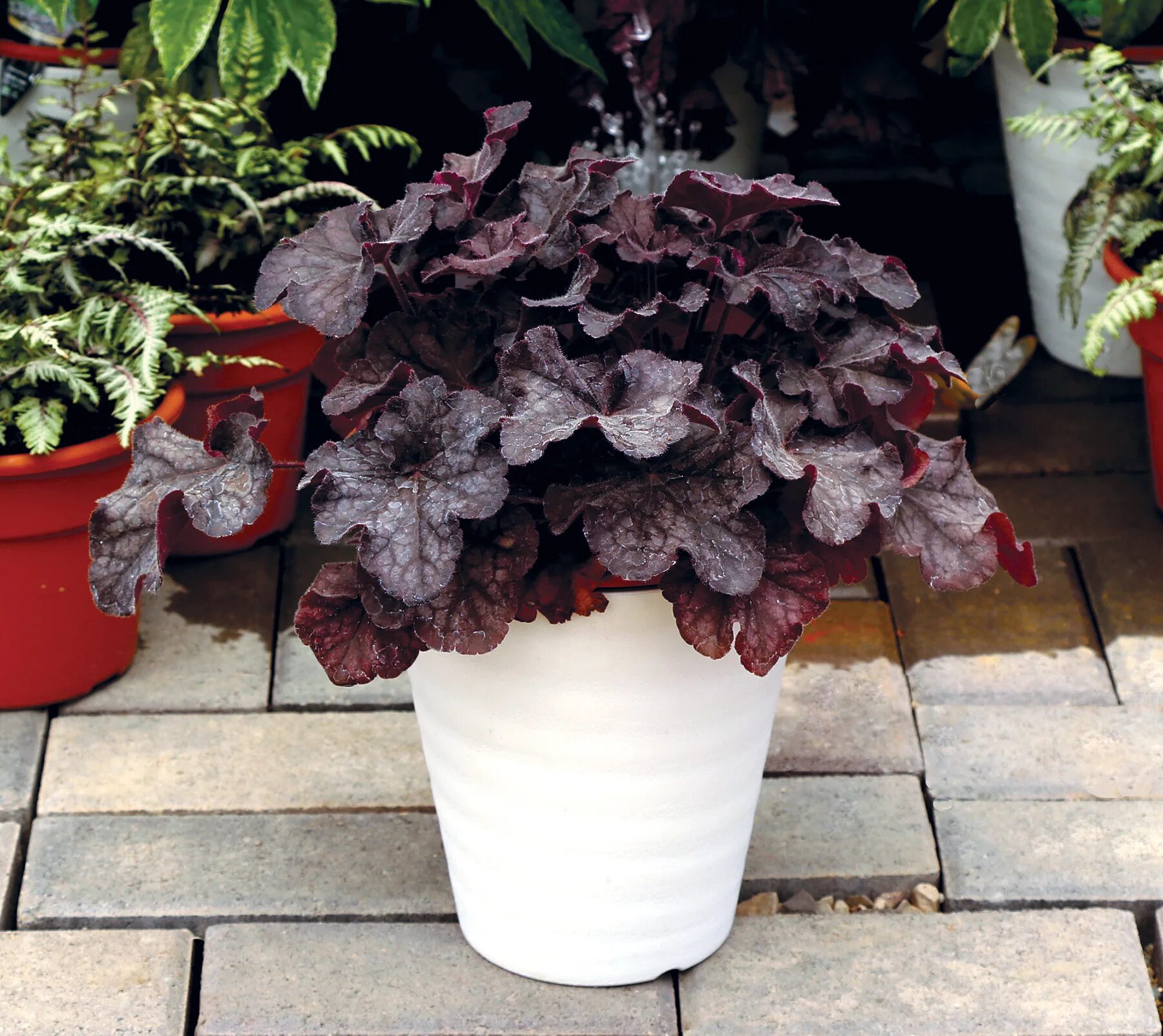 Гейхера блэк. Гейхера grande black. heuchera grande black. гейхера black pearl. grand black гейхера.